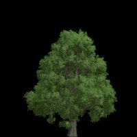 Asset preview